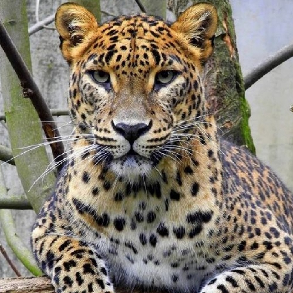 Meet your Posher, Kaumari